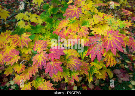 Acer japonicum vitifolium . Downy Japanese Maple or Full moon Maple leaves changing colour in autumn Stock Photo