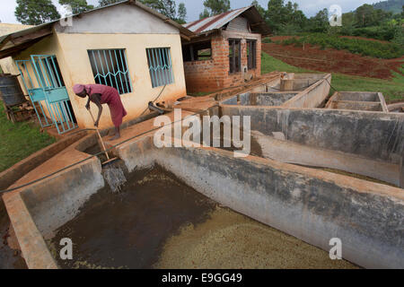 A cooperative member sweeps freshly pulped coffee beans into fermentation tanks at Orinde Farmers' Cooperative Society in Rachuo Stock Photo