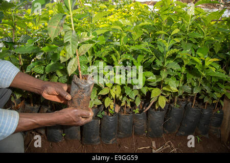 A farmer manages coffee seedlings in the Kabondo nursery in Rachuonyo South, Kenya. Stock Photo