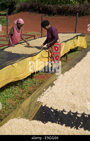 Cooperative members dry coffee on drying beds at Orinde Farmers' Cooperative Society in Rachuonyo South, Kenya. Stock Photo