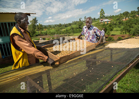 Farmers take coffee from the grading channels to the drying beds at Orinde Farmers' Cooperative Society in Rachuonyo South, Keny Stock Photo