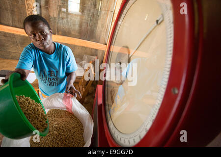 A farmer weighs coffee using new scales at Kabondo Farmers' Cooperative Society in Rachuonyo South, Kenya. Stock Photo