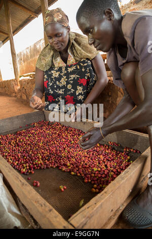 Women sort coffee at Orinde Farmers' Cooperative Society in Rachuonyo South, Kenya. Stock Photo