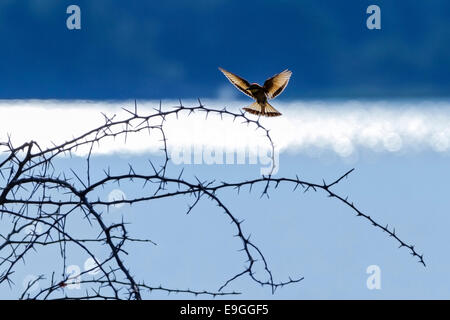 Little bee-eater (Merops pusillus) landing on thorns on the shore of Lake Kariba, Zambia Stock Photo