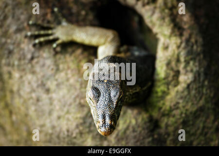 Malayan Water Monitor Lizard (Varanus salvator) emerges from a hole in a mangrove tree Stock Photo