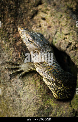Malayan Water Monitor Lizard (Varanus salvator) emerges from a hole in a mangrove tree Stock Photo