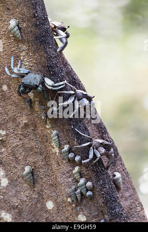 Tree-climbing crabs on a mangrove tree Stock Photo