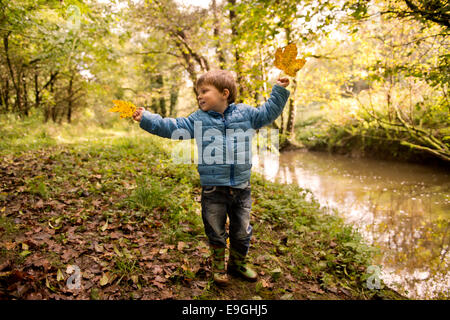 Small boy with a turning Sycamore leaf on an autumn morning in woodland UK Stock Photo