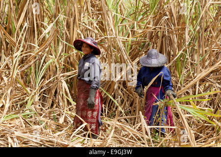 Mauritius cane sugar; Mauritian women cutting sugar cane with sickles in the fields, Mauritius Stock Photo