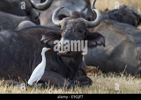 Cattle egret (Bubulcus ibis) inspects the mouth of a Cape buffalo (Syncerus caffer) Stock Photo