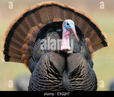 Wild Turkey Portrait, Western Montana Stock Photo