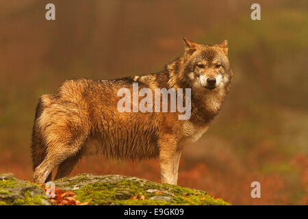 Captive male Grey Wolf eye contact, Bavarian Forest National Park, Germany Stock Photo