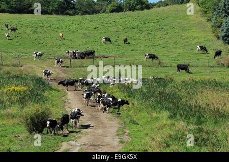 Holsteins graze in pasture on organic dairy in upstate New York. Stock Photo