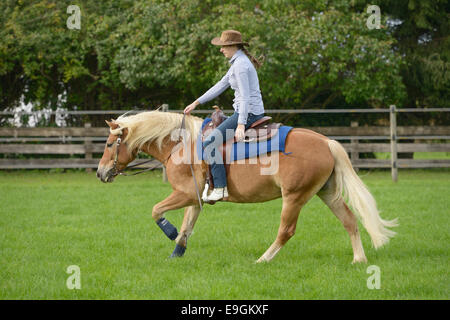 Rider on back of Haflinger horse cantering Stock Photo