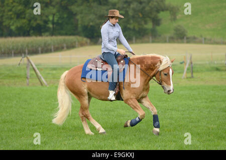 Rider on back of Haflinger horse cantering Stock Photo