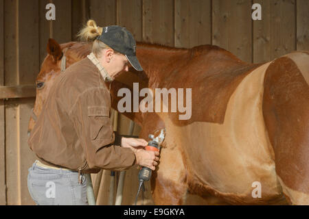 Clipping a horse Stock Photo