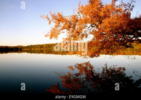 Autumn leaves changing color reflected on a lake's surface Stock Photo