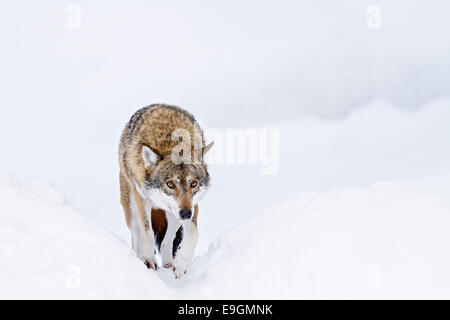 Captive Grey Wolf (Canis lupus) walking in snow Stock Photo