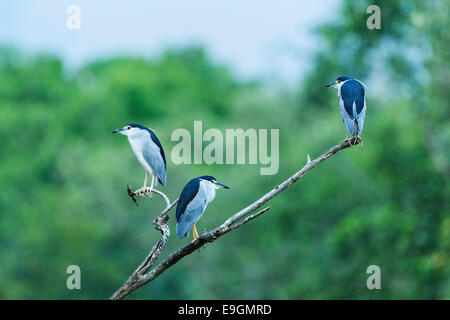 Night heron (Nycticorax nycticorax) emerging at dusk to feed in a mangrove