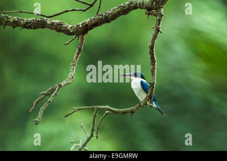 Collared kingfisher (Todiramphus chloris) perching on a mangrove tree while hunting next to a river Stock Photo