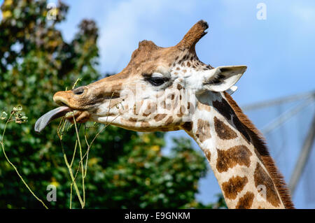 Giraffe Feeding Stock Photo