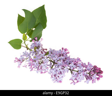 Beautiful blooming lilac branch on white background Stock Photo