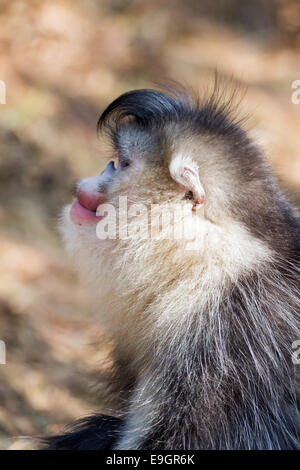 Close-up profile of an adult male Yunnan Snub-nosed Monkey (Rhinopithecus bieti) Stock Photo