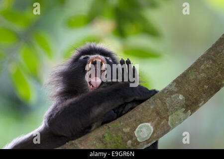 A male dusky leaf monkey (Trachypithecus obscurus) has taken a bag of  boiled rice out of a dustbin and is eating it. - Stock Image - Everypixel