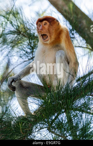 Male Proboscis monkey agonistic display (to Crab-eating macaques feeding nearby) Stock Photo