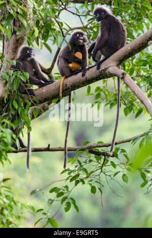 A Dusky leaf monkey (Trachypithecus obscurus) family squabble over who looks after baby in the rainforest canopy Stock Photo