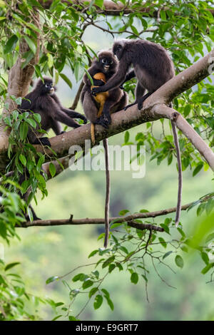 A Dusky leaf monkey (Trachypithecus obscurus) family squabble over who looks after baby in the rainforest canopy Stock Photo