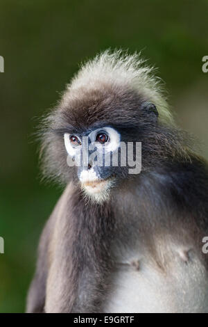 Close-up portrait of a pregnant female Dusky leaf monkey (Trachypithecus obscurus) Stock Photo