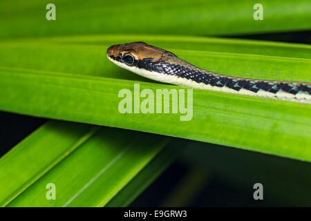 Painted Bronzeback Tree Snake (Dendrelaphis pictus) Stock Photo