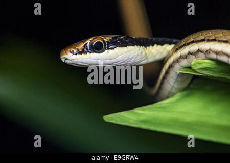 Painted Bronzeback Tree Snake (Dendrelaphis pictus) Stock Photo