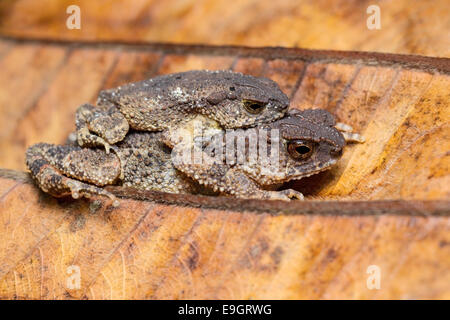 Dwarf Stream Toad (Ingerophrynus parvus) in amplexus Stock Photo