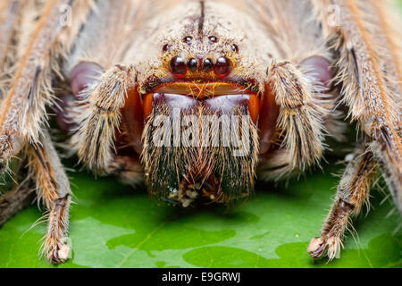 Huntsman spider (Heteropoda sp.) feeding on a bug in tropical rainforest of Malaysia Stock Photo