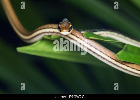 Painted Bronzeback Tree Snake (Dendrelaphis pictus) Stock Photo