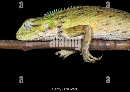 Close-up side profile of Changeable lizard (Calotes versicolor) sleeping on a bush at night in Singapore Stock Photo