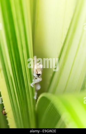 Gecko, Singapore Stock Photo