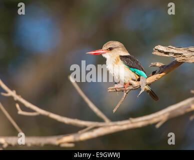 brownhooded kingfisher sitting on branch Stock Photo