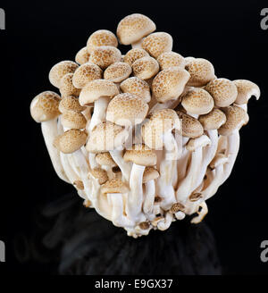 Shimeji mushrooms. Brown beech mushrooms Stock Photo