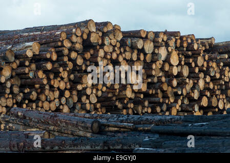 Log pile at a lumber mill in Elgin, Oregon. Stock Photo