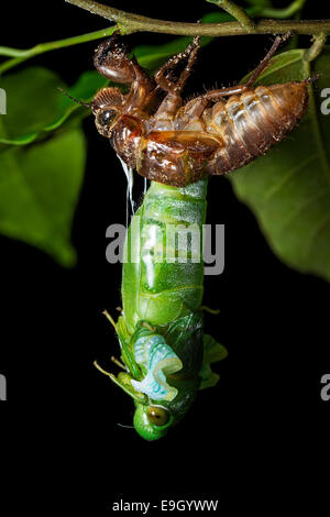 Jade Green Cicada (Dundubia vaginata). The thorax, head, legs and first few abdominal segments freshly emerged from the larval cuticle. Malaysia. Stock Photo