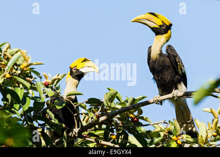 A breeding pair of Great hornbills (Buceros bicornis) courting in tropical rainforest canopy Stock Photo