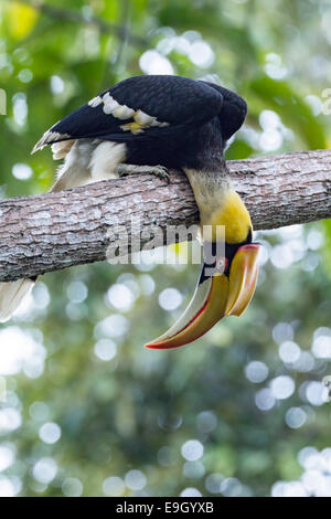 Adult female Great hornbill (Buceros bicornis) in tropical rainforest canopy Stock Photo