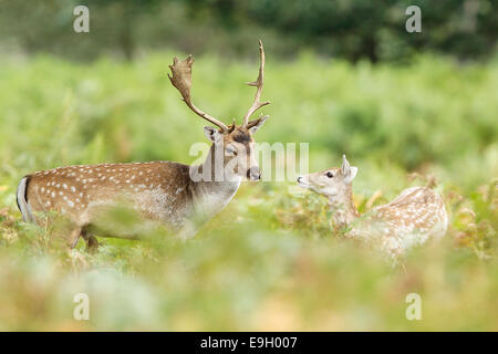 Fallow Deer (Dam dama) stag interacting with a fawn during the annual rut Stock Photo