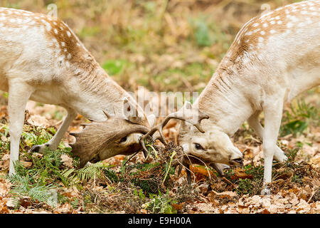 Fallow deer (Dama dama) stags locking antlers during their annual rut Stock Photo
