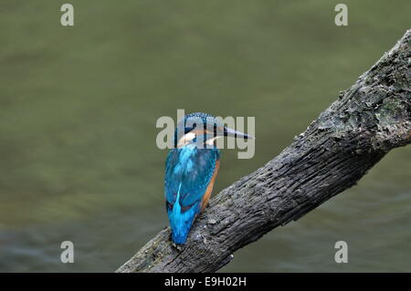 Kingfisher Alcedo Atthis Stock Photo