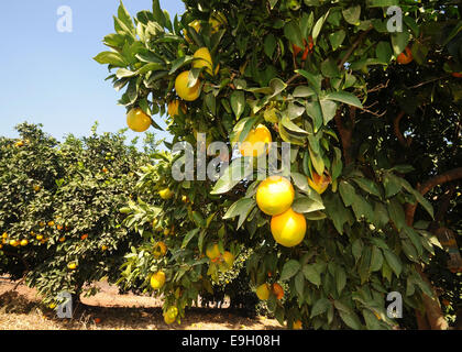 Orange Orchard, Israel Stock Photo