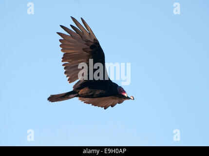 Turkey Vulture, Cathartes aura, Flying Stock Photo